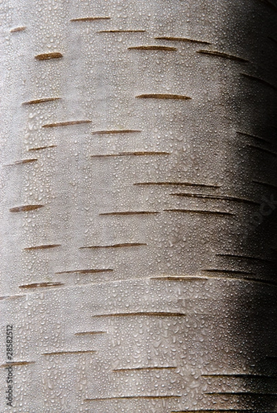 Obraz Silver Birch