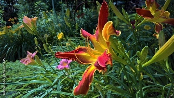 Obraz Red Daylily in a Garden