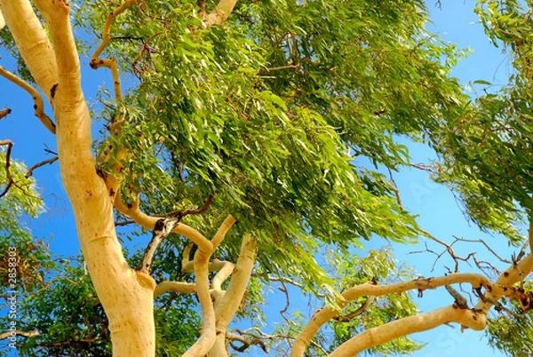 Obraz australian eucalyptus  tree