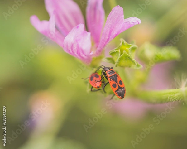 Obraz flower with bugs