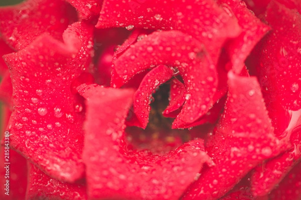Obraz red rose with water drops