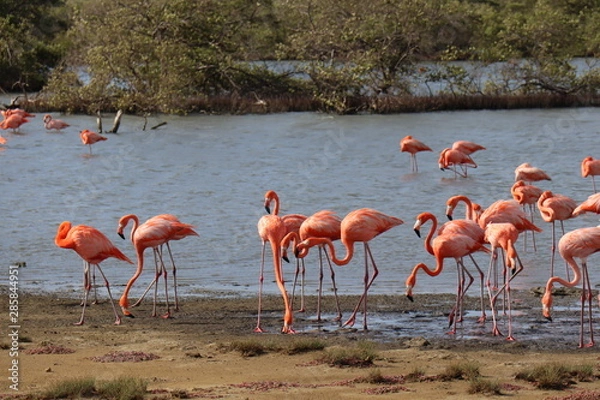 Fototapeta group of flamingos