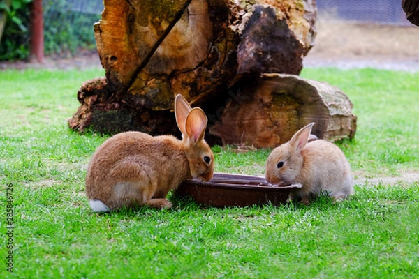 Fototapeta Two brown rabbits drinking water in the garden.