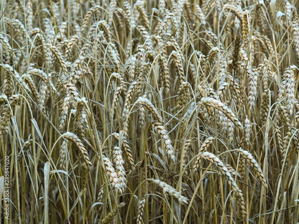 Fototapeta Closeup of seed heads in a field of summer wheat