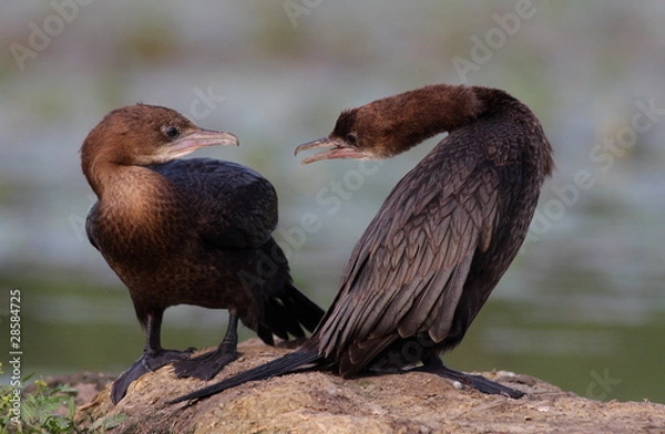 Obraz Pygmy cormorant