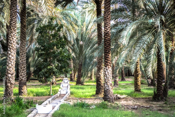 Obraz The Irrigation System of the Oasis of Al Ain
