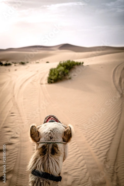 Obraz a camel walking through a desert