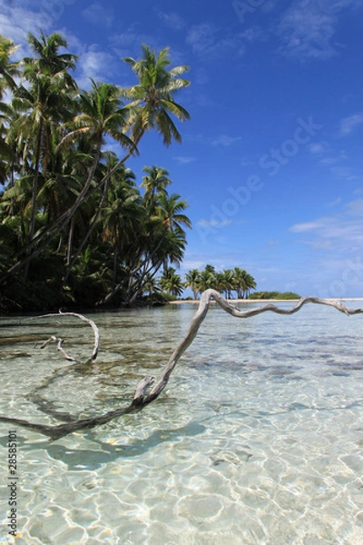Obraz Tel un serpent, Rangiroa