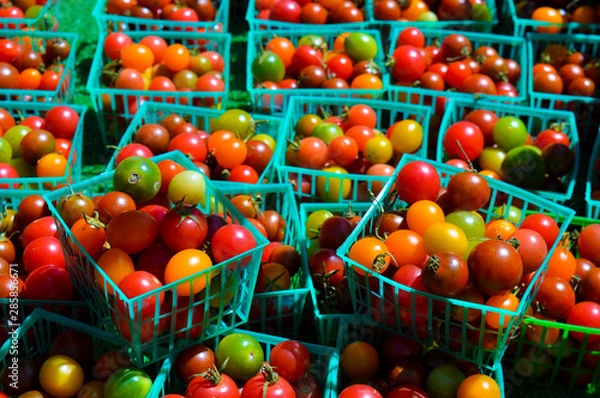 Obraz Many different-colored tomatoes sit in green baskets at a California farmer's market.