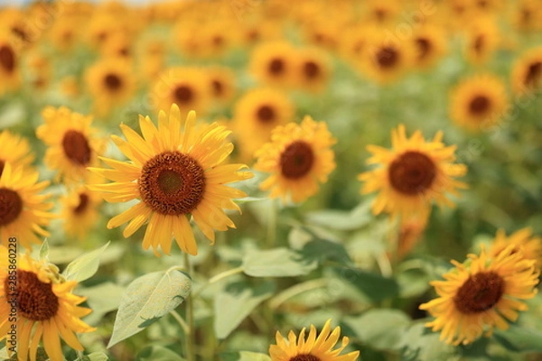 Fototapeta 清瀬ひまわりフェスティバル