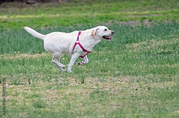 Fototapeta Running labador in the Park