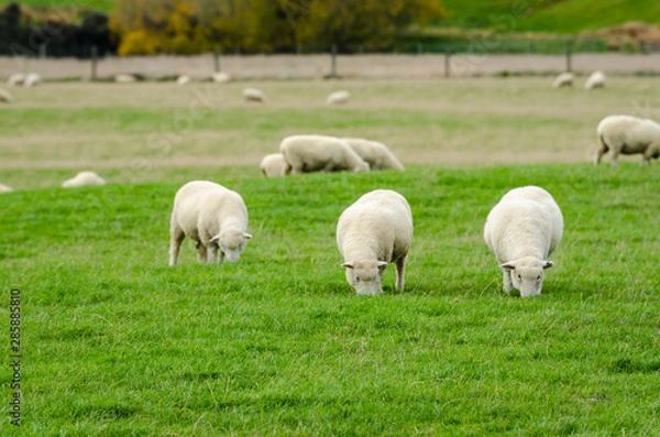 Fototapeta Sheep in green grass field and mountain with sky background in rural of new zealand