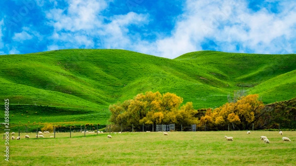 Fototapeta Sheep in green grass field and mountain with sky background in rural of new zealand
