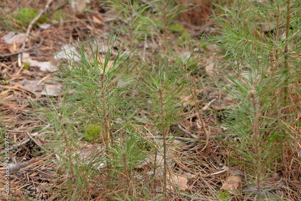 Obraz young trees in the forest