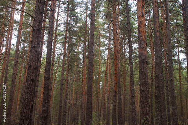 Obraz trees in the forest