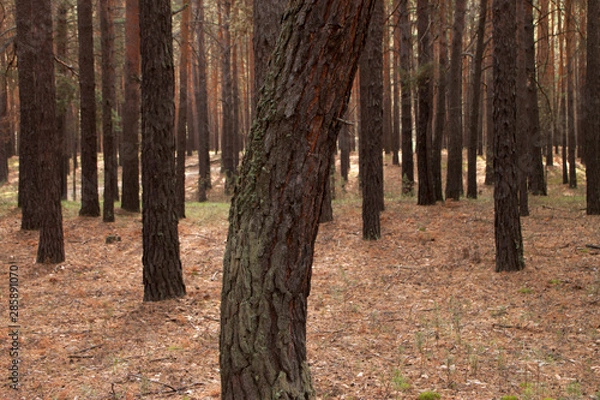 Obraz forest in autumn