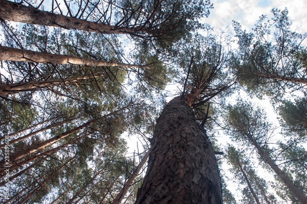 Obraz trees against sky