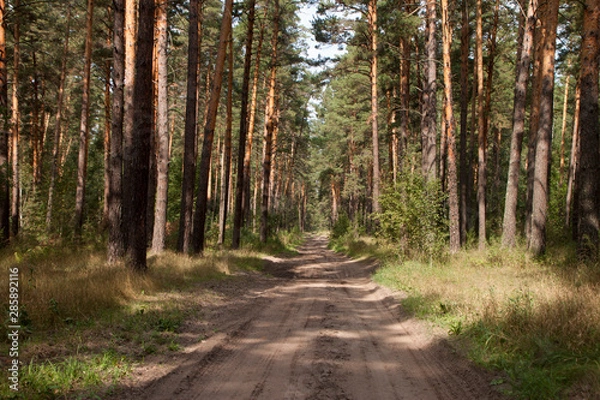 Obraz road in the forest