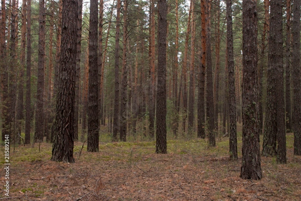 Obraz forest in autumn