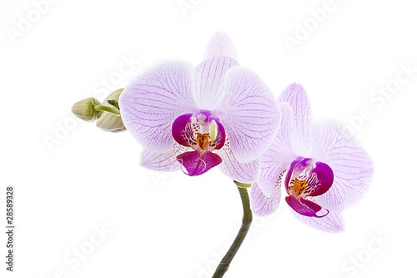 Obraz Pink Orchid