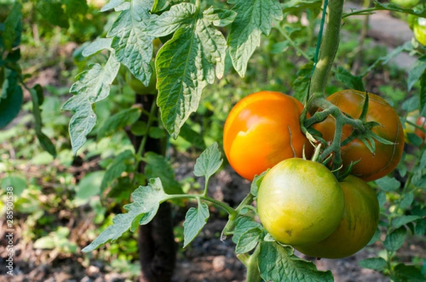 Fototapeta yellow delicious tomatoes on a private plot