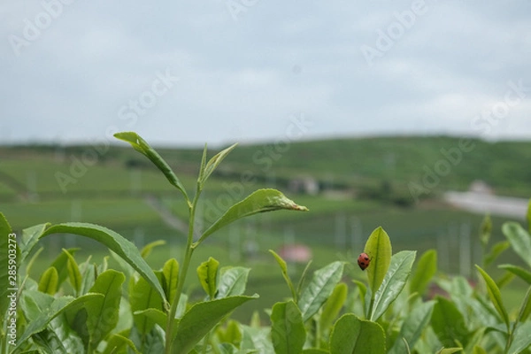 Fototapeta 茶畑とてんとう虫