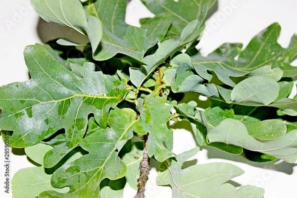 Fototapeta Green oak leaves are located on a white background
