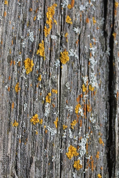 Obraz bark of a tree