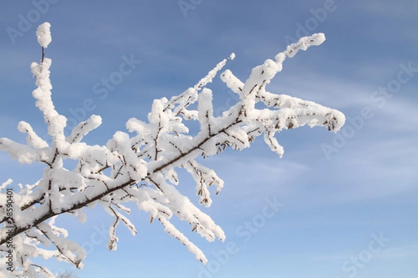 Fototapeta Branch covered with snow