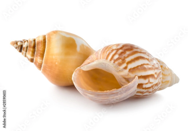 Obraz Two seashells
