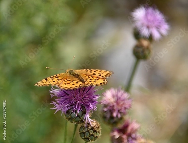 Fototapeta papillon sur chardons