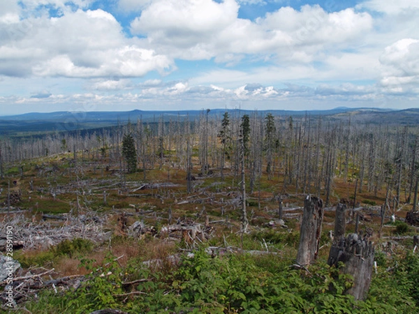 Obraz Waldsterben