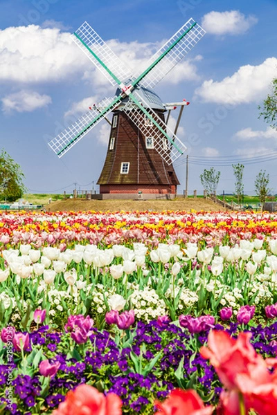Obraz チューリップの花畑と風車