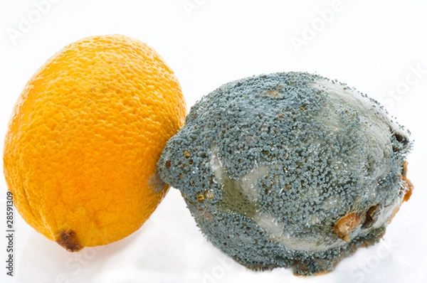 Obraz Fresh and  rotting lemons touching each other. Penicillium speci
