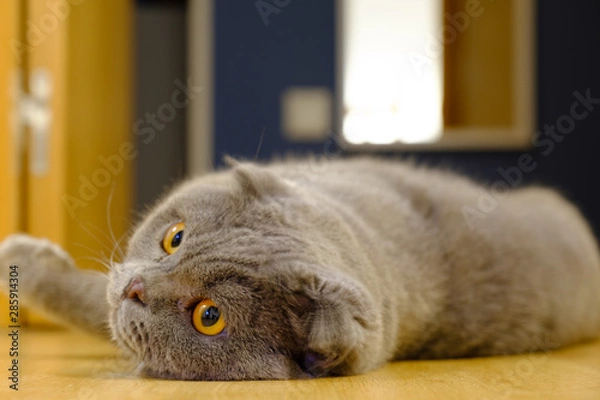 Obraz Scottish Fold cat