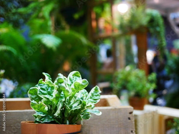 Obraz plants in pots on wall