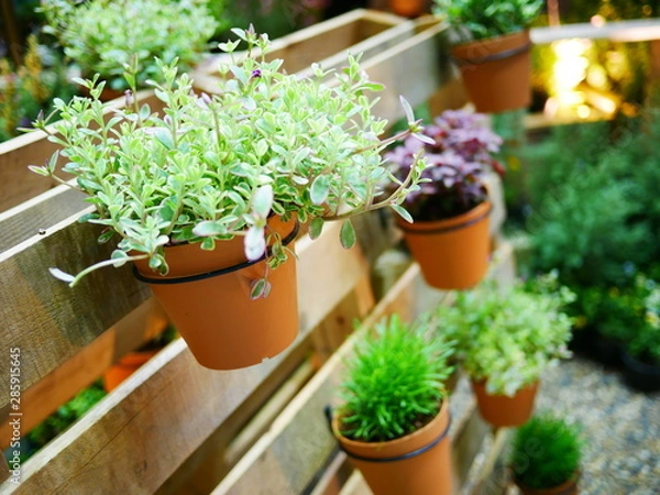 Obraz plants in flower pots