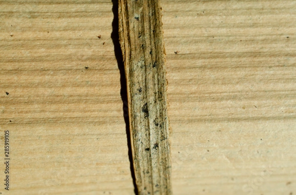 Fototapeta wood texture background