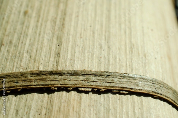 Fototapeta wood plank background