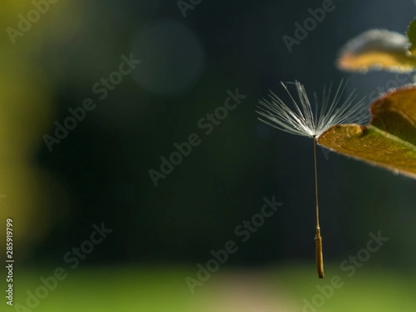 Fototapeta diente leon 