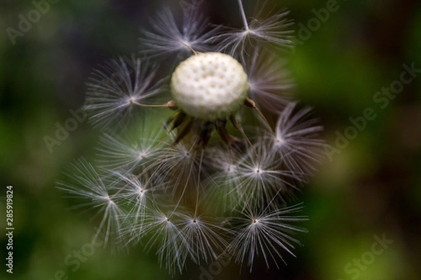 Fototapeta diente leon 