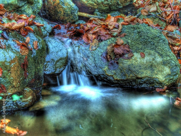 Fototapeta little stream in forest