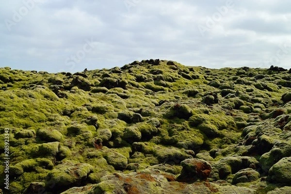 Obraz Mech islandzki