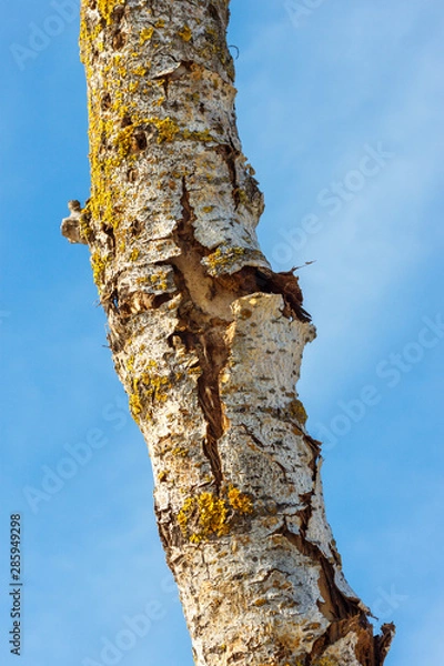 Fototapeta The thin trunk of tree with cracked bark with the blue sky at the background