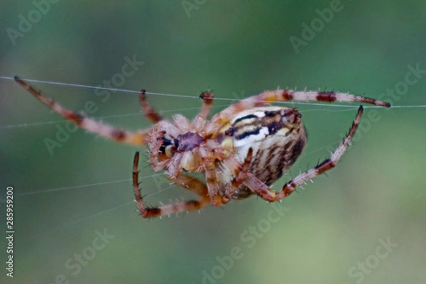 Fototapeta Cross spider and spiderweb closeup. European garden spider (Araneus Diadematus), insect-predator and   his net in the forest or the garden. 
