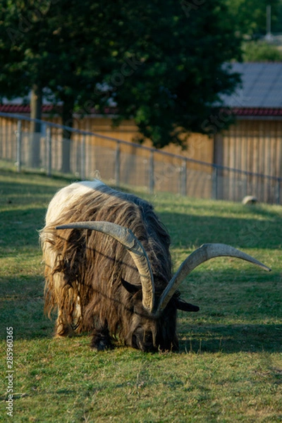 Obraz Ziege mit Hörnern