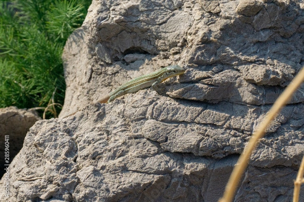 Obraz Eidechse auf Stein