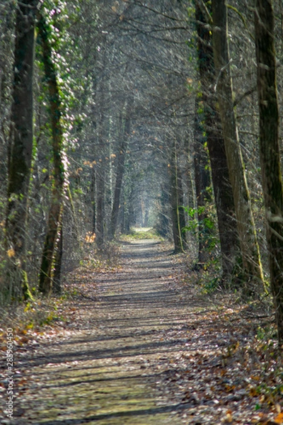 Obraz Waldweg Herbst