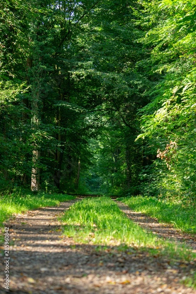 Obraz Waldweg grüne Lunge