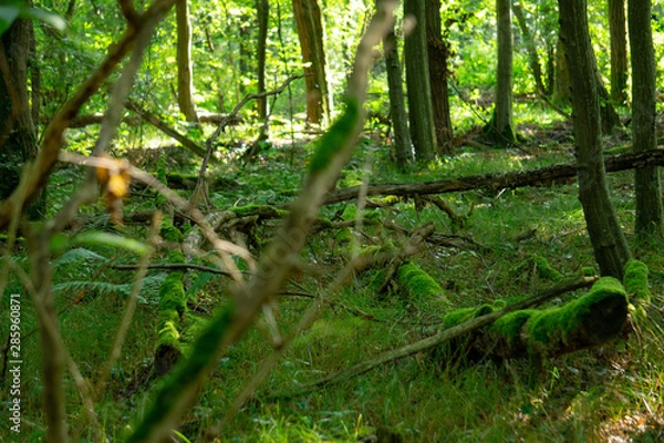 Obraz Wilder Wald boden